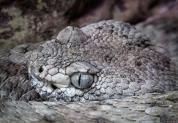 Close-up of a Horned Viper Wall Art