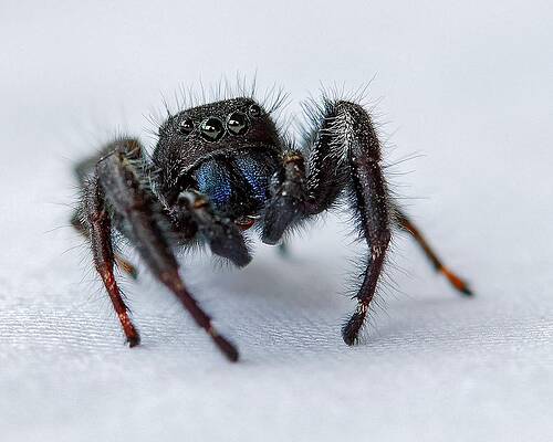 Wall Art featuring the photograph Spider Fright - Redback Jumping Spider by KJ Swan