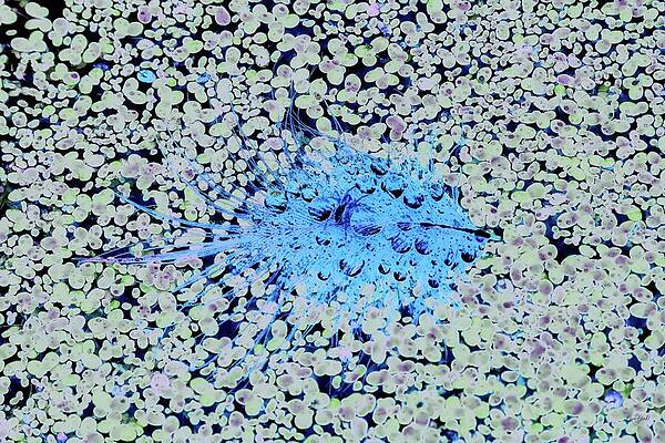 Wall Art featuring the digital art Spider On A Feather On Duckweed On A Pond by Bruce Block