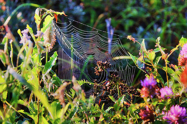 Wall Art featuring the photograph Spider Web In Sunlight by Tatiana Travelways
