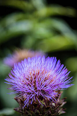Vibrant Wall Art featuring the photograph Spiky Petal by Nova Rae