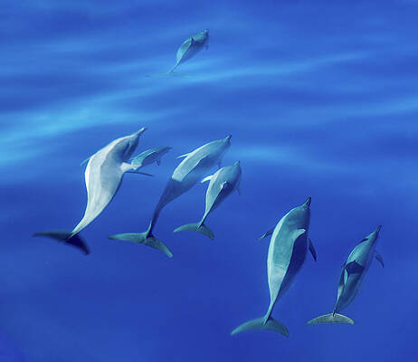 Hawaii Wall Art featuring the photograph Spinner Dolphins Off Coast Of Kauai With Leader Clearly Winning by Steven Heap