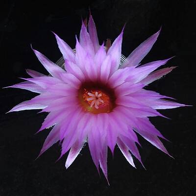 Pink Wall Art featuring the photograph Spinystar Cactus by Joy Garso