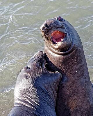 Marine Wall Art featuring the photograph Spiral Eyes - Northern Elephant Seals by KJ Swan
