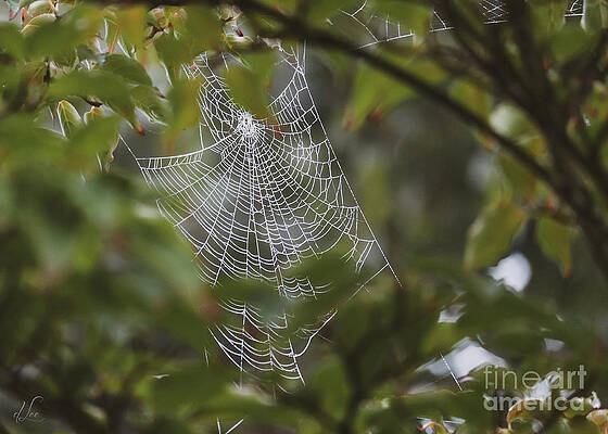 Wall Art featuring the photograph Spirit Of The Dogwood by D Lee