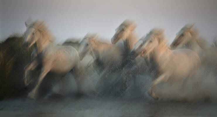 Dramatic Wall Art featuring the photograph Spirited Motion by Charnwood Photography Fine Art