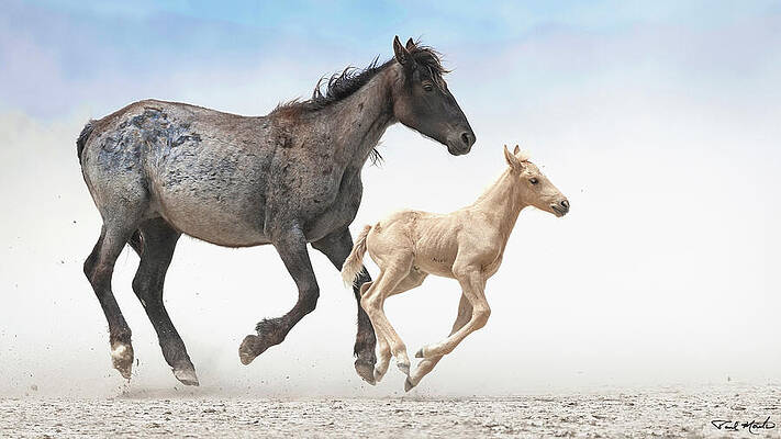 Mountain Wall Art featuring the photograph Spitfire On The Run. by Paul Martin
