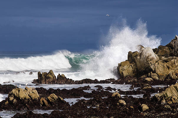 Photograph - Splash by Matt Halvorson