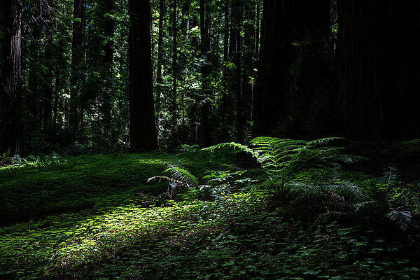 Nps Photograph - Splash Of Light by Matt Halvorson