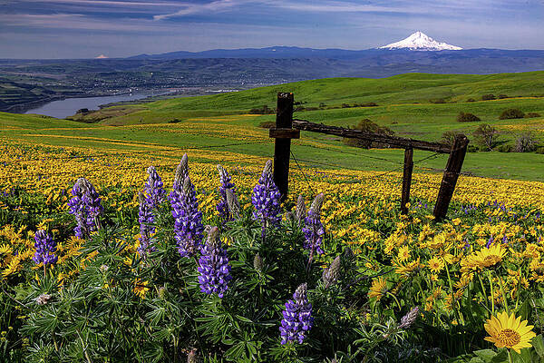 Flower Photograph - Splash Of Spring by Tim Lyden