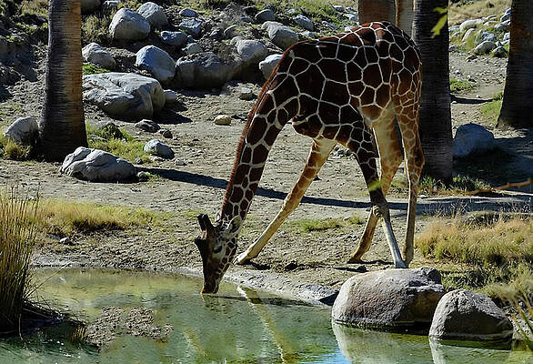 Water Photograph - Giraffe Splaying by Bonnie Colgan