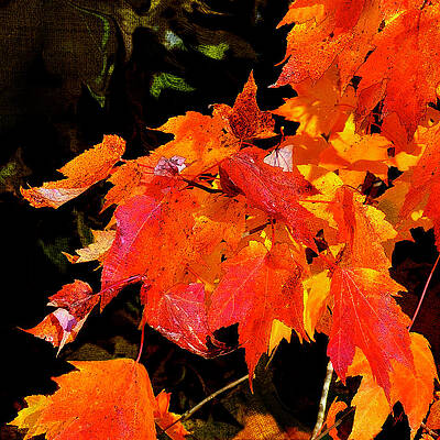 Tree Digital Art - Splendor by Gina Harrison
