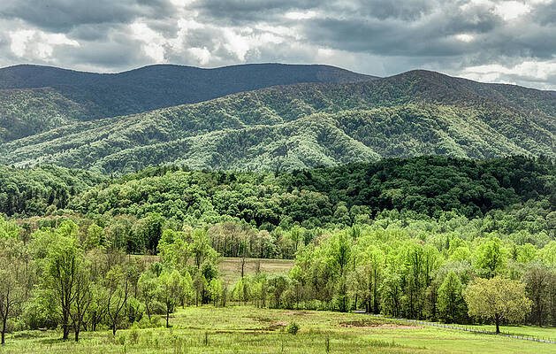 Wall Art featuring the photograph Splendor In The Cove, Smoky Mountains Spring by Marcy Wielfaert