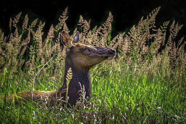 California Wall Art featuring the photograph Splendor In The Grass by Tim Lyden