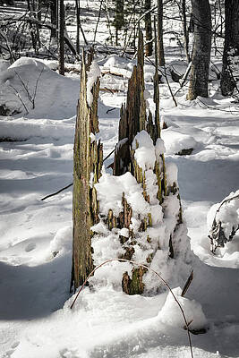 Wall Art featuring the photograph Splintered Stump by Steven Nelson