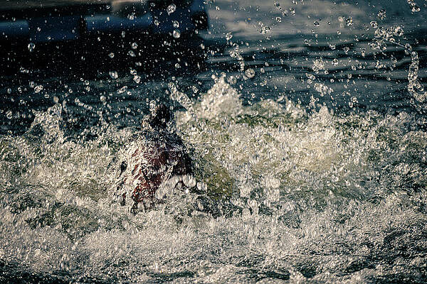 Wall Art featuring the photograph Splish Splash by Robert Niemeier
