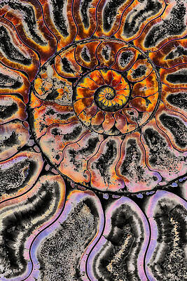 Abstract Photograph - Split Ammonite Fossil Abstract by Bruce Block