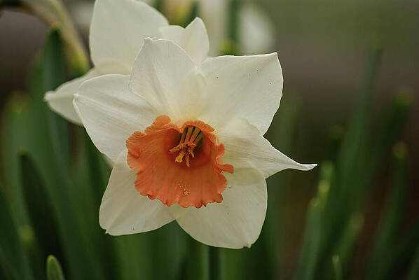 Wall Art featuring the photograph Split Corona Daffodil by Deb Beausoleil