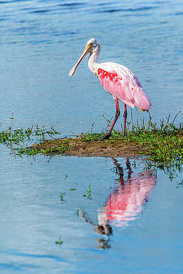Water Wall Art featuring the photograph Spoonbill.. by Chris Allmendinger