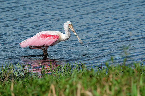 Water Wall Art featuring the photograph Spoonbill Hunting.. by Chris Allmendinger