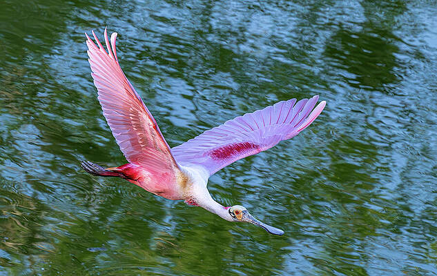 Wildlife Photograph - Spoonbill Splendor by Maryanne Keeling