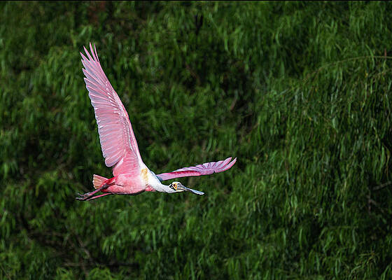 Wildlife Photograph - Spoonbill Spread by Maryanne Keeling