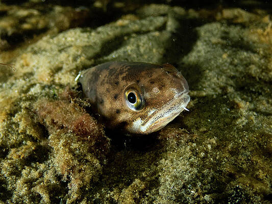 Underwater Wall Art featuring the photograph Spotted Hake by Brian Weber