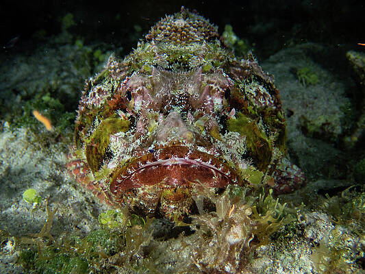 Underwater Wall Art featuring the photograph Spotted Scorpionfish by Brian Weber