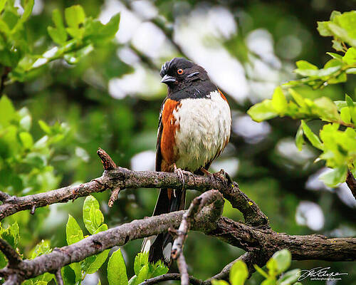 Wildlife Wall Art featuring the photograph Spotted Towhee Pose by Joe Fisher