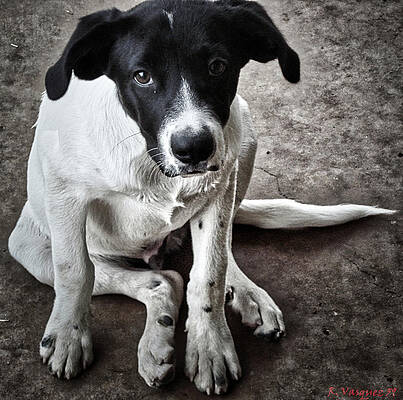 Dog Photograph - Spotty The Rescue Pup by Rene Vasquez