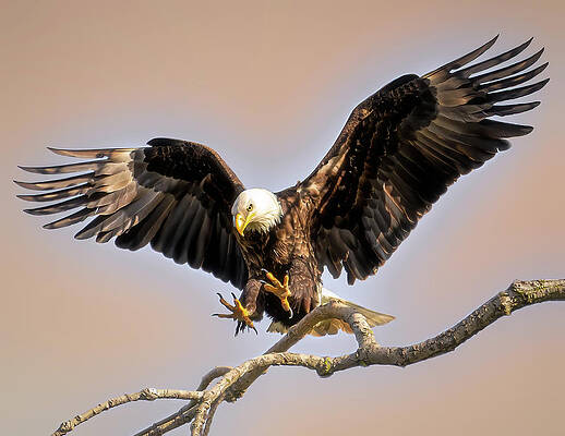 Natural Wall Art featuring the photograph Spread Eagle by James Overesch