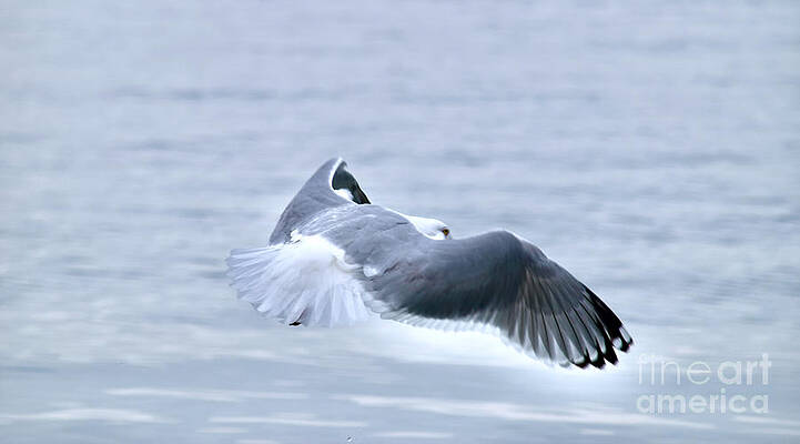 Wall Art featuring the photograph Spread Your Wings And Fly by Debra Banks