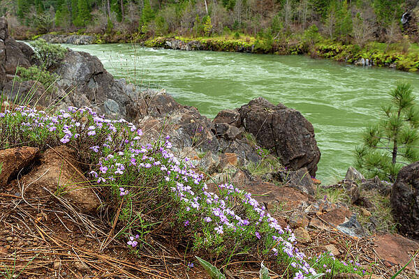 Tree Wall Art featuring the photograph Spreading Phlox by Diane Moller