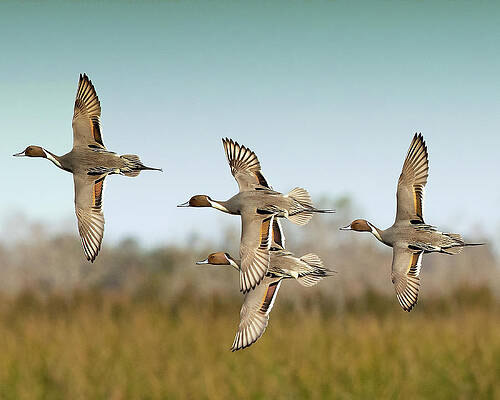 Photograph - Sprigs by Jim E Johnson