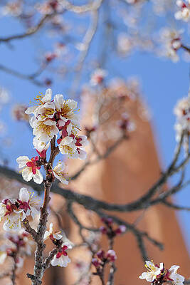 Wall Art featuring the photograph Spring At Kissing Camels by Sunniye Buesing