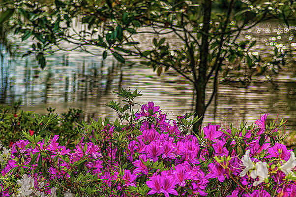 South Carolina Photograph - Spring At Middleton Plantation by Louis Dallara