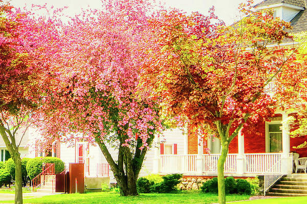Spring Wall Art featuring the photograph Spring Blooming Trees Ontario by Tatiana Travelways
