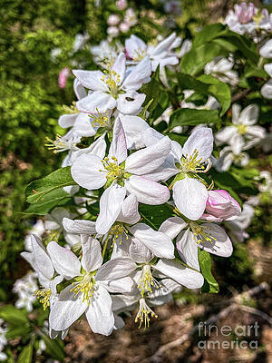 Spring Wall Art featuring the photograph Spring Blossoms by William Norton