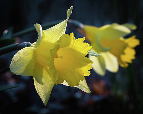 Wall Art featuring the photograph Spring Daffodils by Steven Nelson