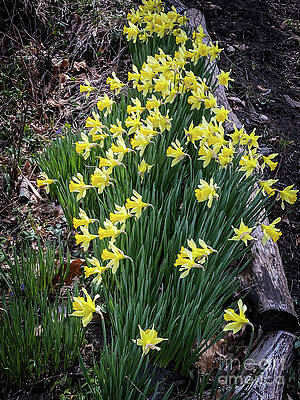 Spring Wall Art featuring the photograph Spring Daffodils by William Norton