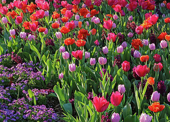 Wall Art featuring the photograph Spring Explosion by Gina Fitzhugh