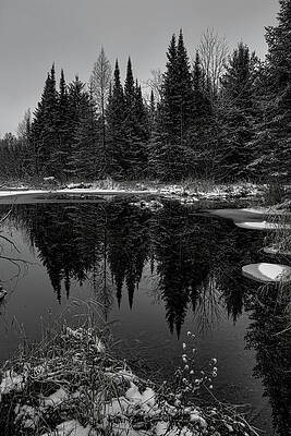 Spring Photograph - Spring Fed Pond Pines BW by Dale Kauzlaric