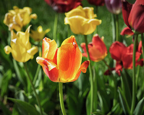 Spring Wall Art for Sale by Dave King