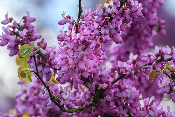Spring flowers blooming by Andrew Lalchan