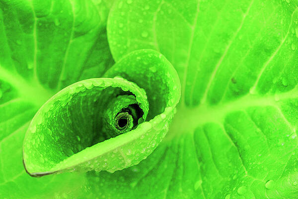 Large Wall Art featuring the photograph Spring Fresh by Todd Wilkinson
