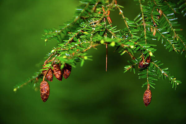 Wall Art featuring the photograph Spring Green And Pine Cones by Raymond Salani III
