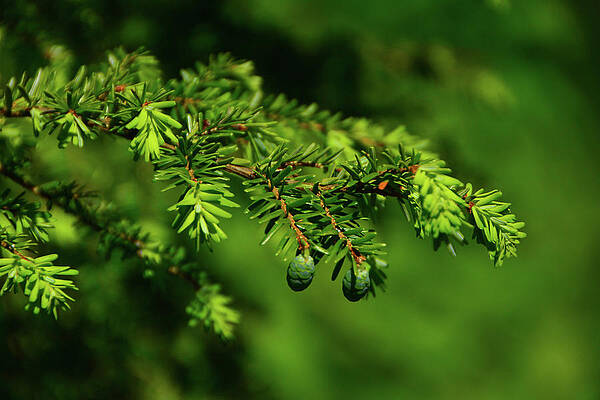 Wall Art featuring the photograph Spring Green Pine Cones by Raymond Salani III