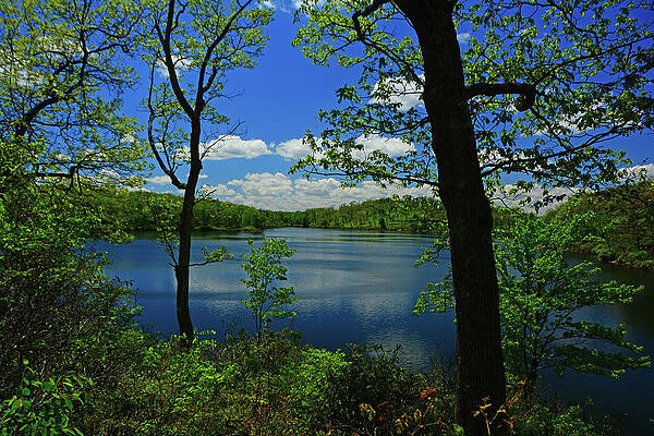 Wall Art featuring the photograph Spring Green Sunfish Pond by Raymond Salani III
