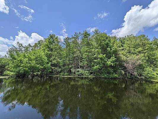 Nature Photograph - Spring In Florida Wetlands by David McKinney