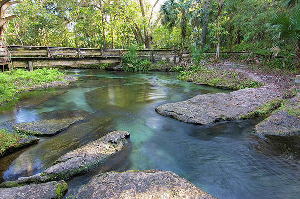 Florida Wall Art featuring the photograph Spring In by Michael Warren